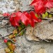 Leaves - West Penwith, Cornwall, England