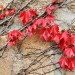 Leaves - West Penwith, Cornwall, England