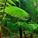 Old Fern Garden - Dartmoor NP, Devon, England