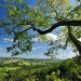 Buzzards View - Dartmoor NP, Devon, England