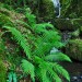 Lower Canonteign Falls - Dartmoor NP, Devon, England