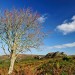 Hound Tor - Dartmoor NP, Devon, England