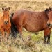 Dartmoor Ponies - Dartmoor NP, Devon, England