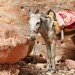 Donkey - Petra, Jordan