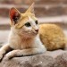 Cat - Petra, Jordan