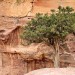 Isolated Tree - Petra, Jordan
