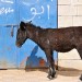 Posing Donkey - Am Saehon, Jordan