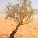 Isolated Tree - Wadi Rum, Jordan