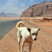 Stray Dog - Wadi Rum, Jordan