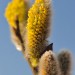 Willow - Kinderdijk, The Netherlands