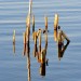 Reflection - Kinderdijk, The Netherlands