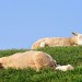 Sheep And Lamb - Oudeschild, Texel, The Netherlands