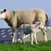 Sheep And Lamb - Oudeschild, Texel, The Netherlands