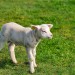 Lamb - Oudeschild, Texel, The Netherlands