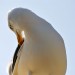 Seagull - Texel, The Netherlands