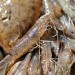 Grey Shrimp - Texel, The Netherlands