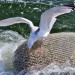 Fishing Seagull - Texel, The Netherlands