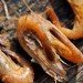Boiled Shrimp - Texel, The Netherlands