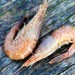 Boiled Shrimp - Texel, The Netherlands