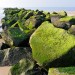 Wavebreaker - Texel, The Netherlands