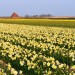 Narcissus Field - Den Hoorn, Texel, The Netherlands