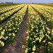Narcissus Field - Den Hoorn, Texel, The Netherlands