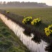 Ditch - Den Hoorn, Texel, The Netherlands