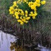 Narcissus Reflection - Den Hoorn, Texel, The Netherlands