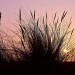 Reeds Sunset - Horspolders, Texel, The Netherlands