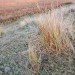 Reeds - Horspolders, Texel, The Netherlands