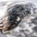 Seal's Paw - Ecomare, Texel, The Netherlands