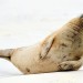 Seal - Ecomare, Texel, The Netherlands
