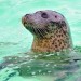 Seal - Ecomare, Texel, The Netherlands