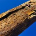 Wooden Pole - Texel, The Netherlands