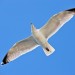 Seagull In Flight - Texel, The Netherlands