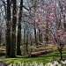 Keukenhof - Lisse, The Netherlands