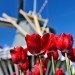 Keukenhof - Lisse, The Netherlands