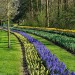 Keukenhof - Lisse, The Netherlands