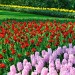 Keukenhof - Lisse, The Netherlands