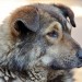 Stray Dog - Balezino Railway Station, Russia