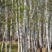 Birch Trees - Ishim - Omsk, Russia