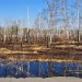Birch Trees - Ishim - Omsk, Russia