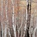 Birch Trees - Terelj National Park, Gorkhi, Mongolia