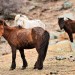 Przewalski Horses - Terelj National Park, Gorkhi, Mongolia