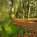 Autumn Colors - Landgoed Lievensberg, Heimolen, The Netherlands