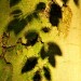 Leaf Shadows - Landgoed Lievensberg, Heimolen, The Netherlands