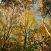 Autumn Colors - Landgoed Lievensberg, Heimolen, The Netherlands