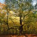 Autumn Colors - Landgoed Lievensberg, Heimolen, The Netherlands