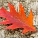 Autumn Leaf - Landgoed Lievensberg, Heimolen, The Netherlands