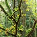 Moss Covered Tree - Landgoed Lievensberg, Heimolen, The Netherlands